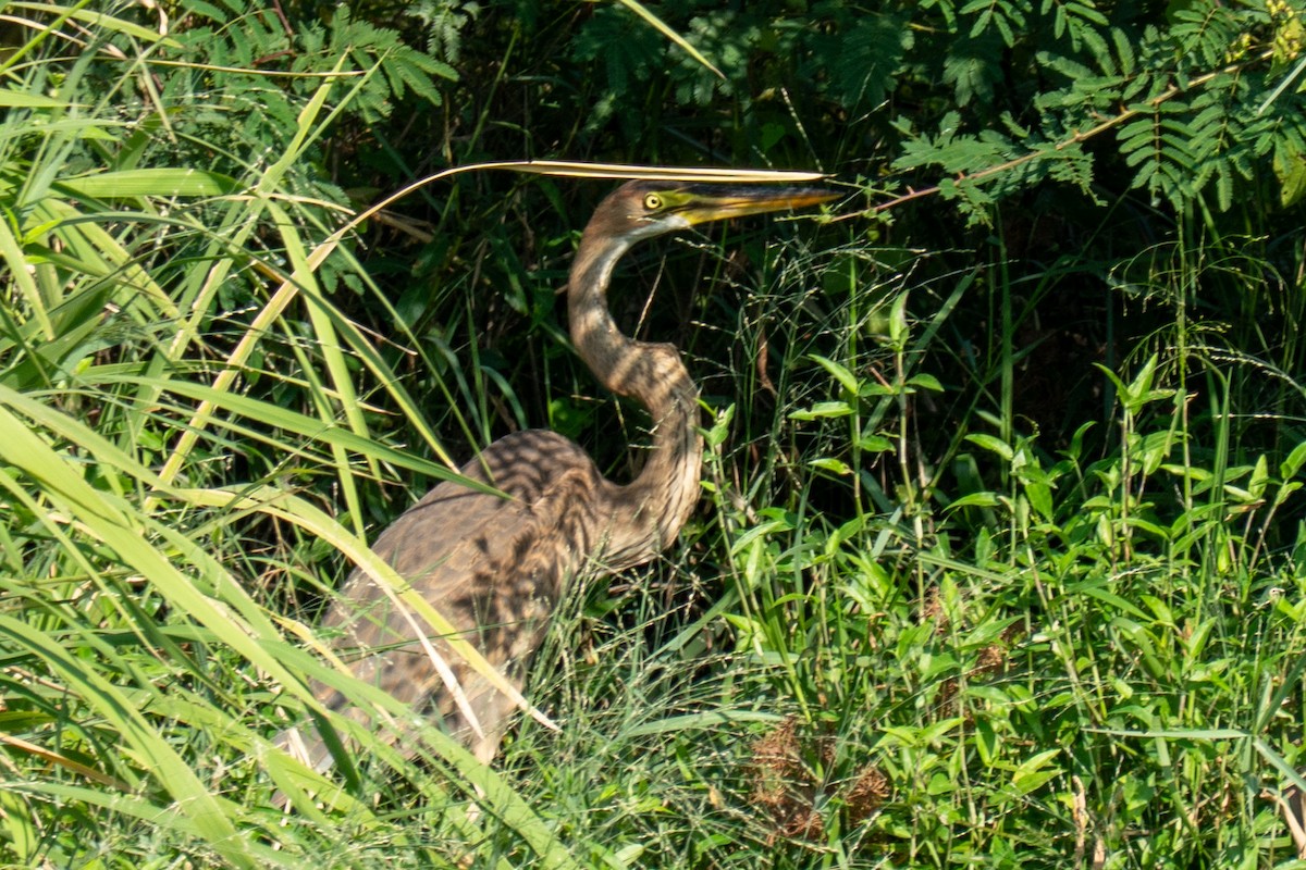 volavka červená - ML645716750