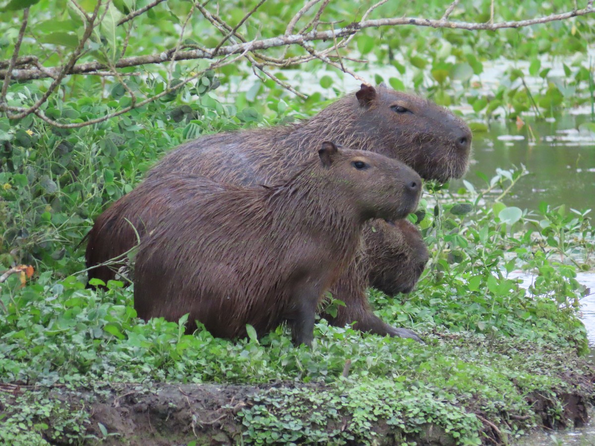 Wasserschwein - ML645716752