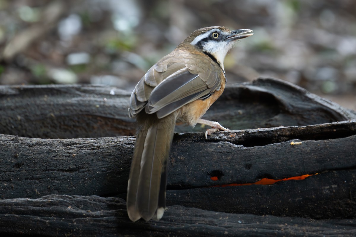 Lesser Necklaced Laughingthrush - ML645716754