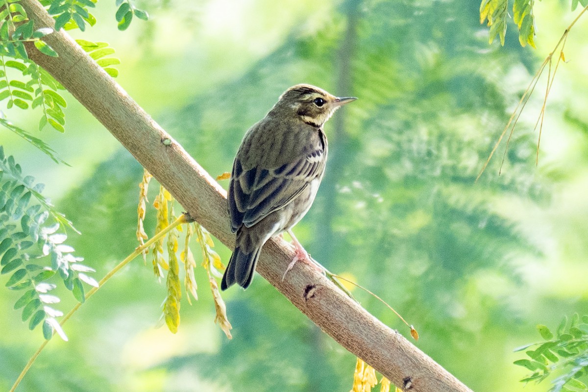 linduška olivová - ML645716806