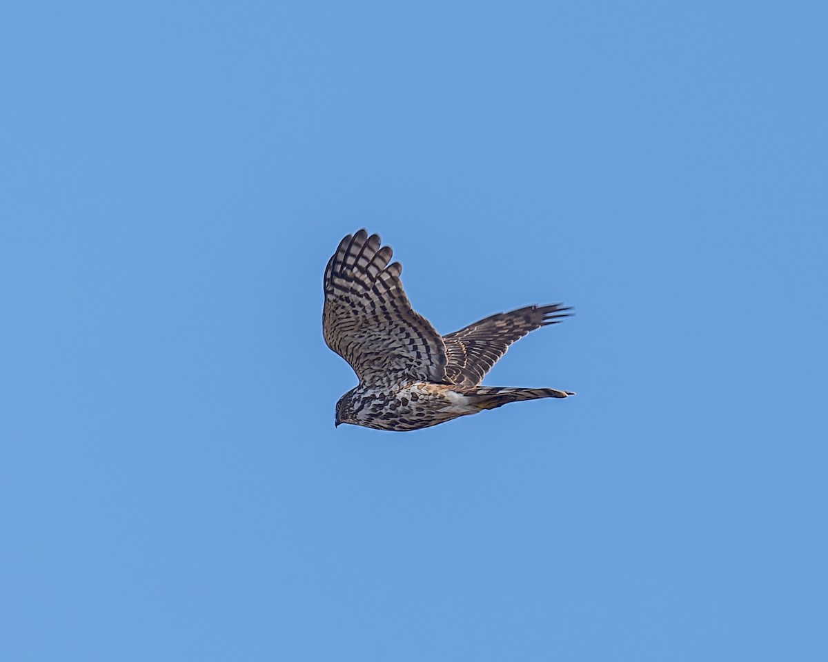 Sharp-shinned Hawk - ML645716809