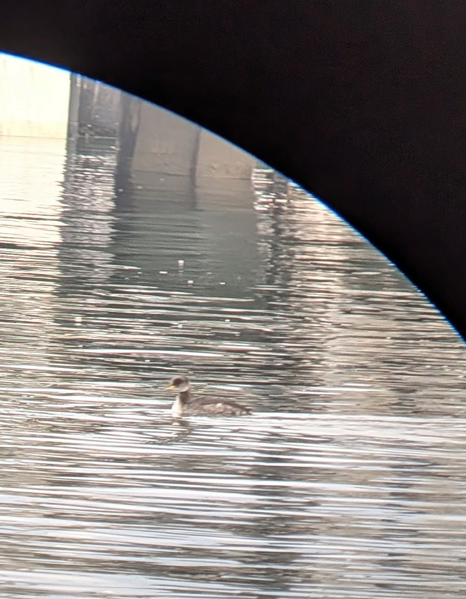 Murgil lepagorria - ML645716835