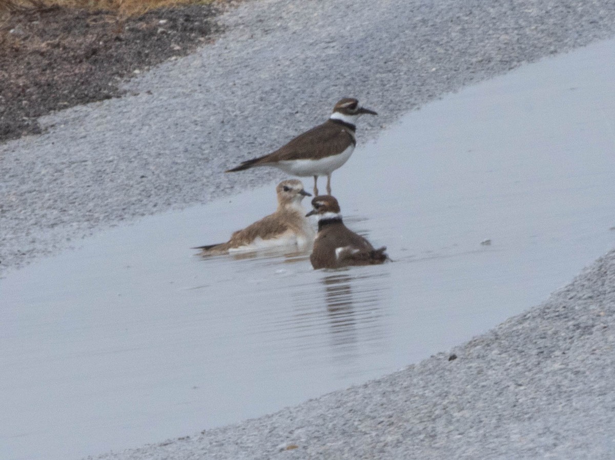 Mountain Plover - ML645716844