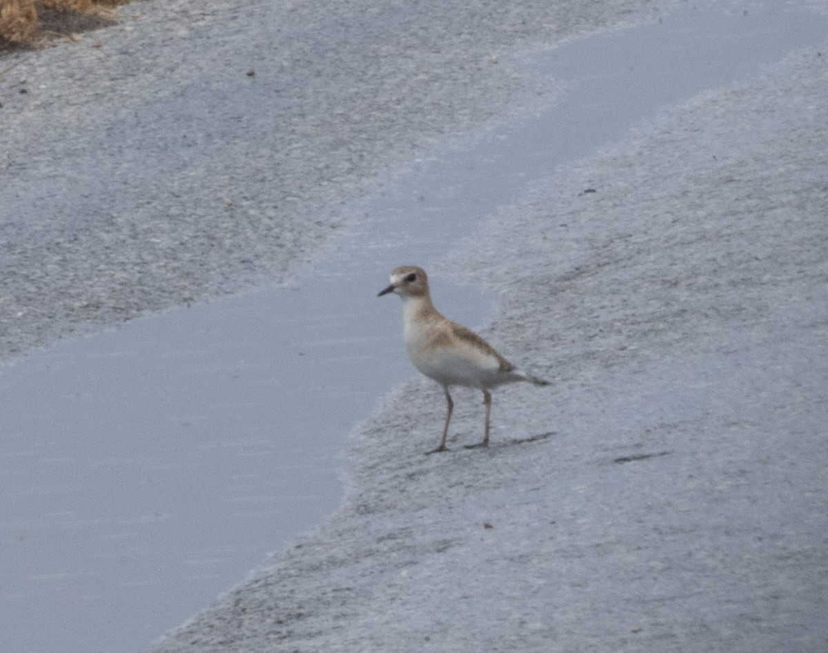 Mountain Plover - ML645716845