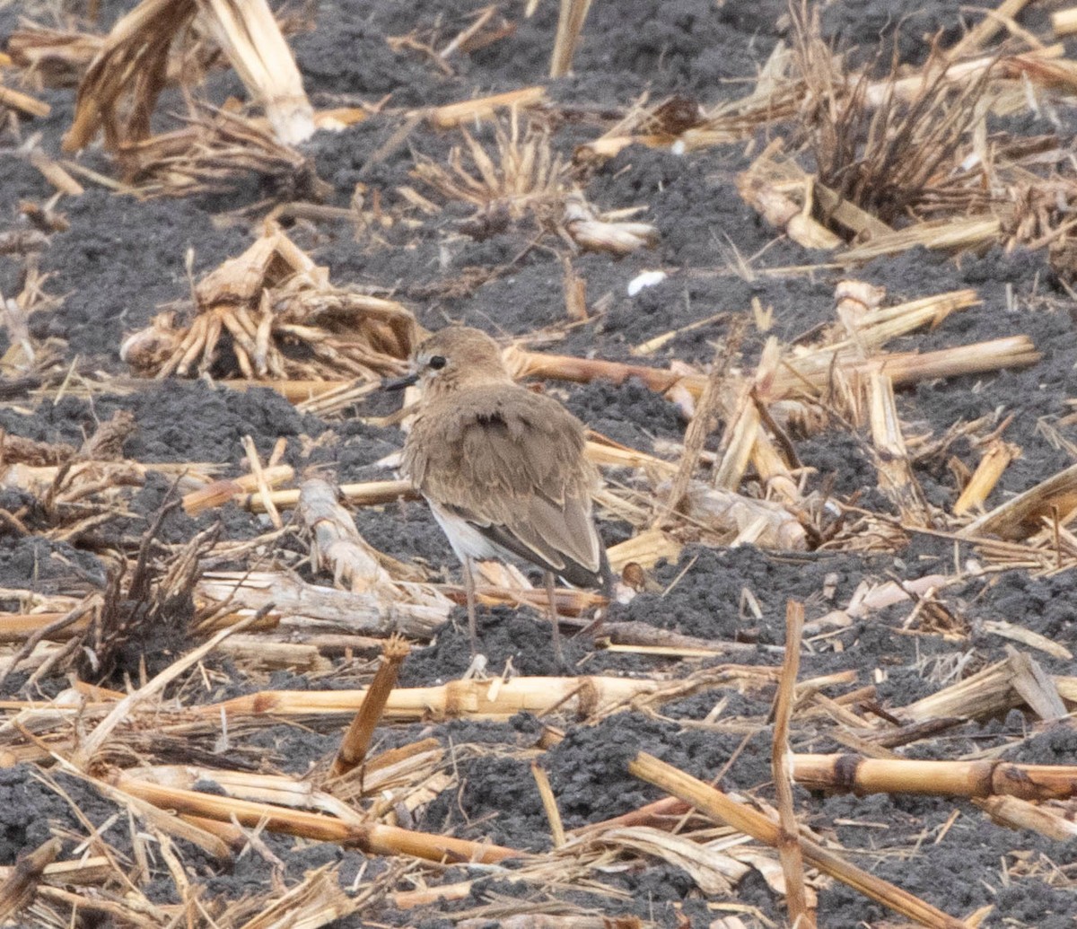 Mountain Plover - ML645716846