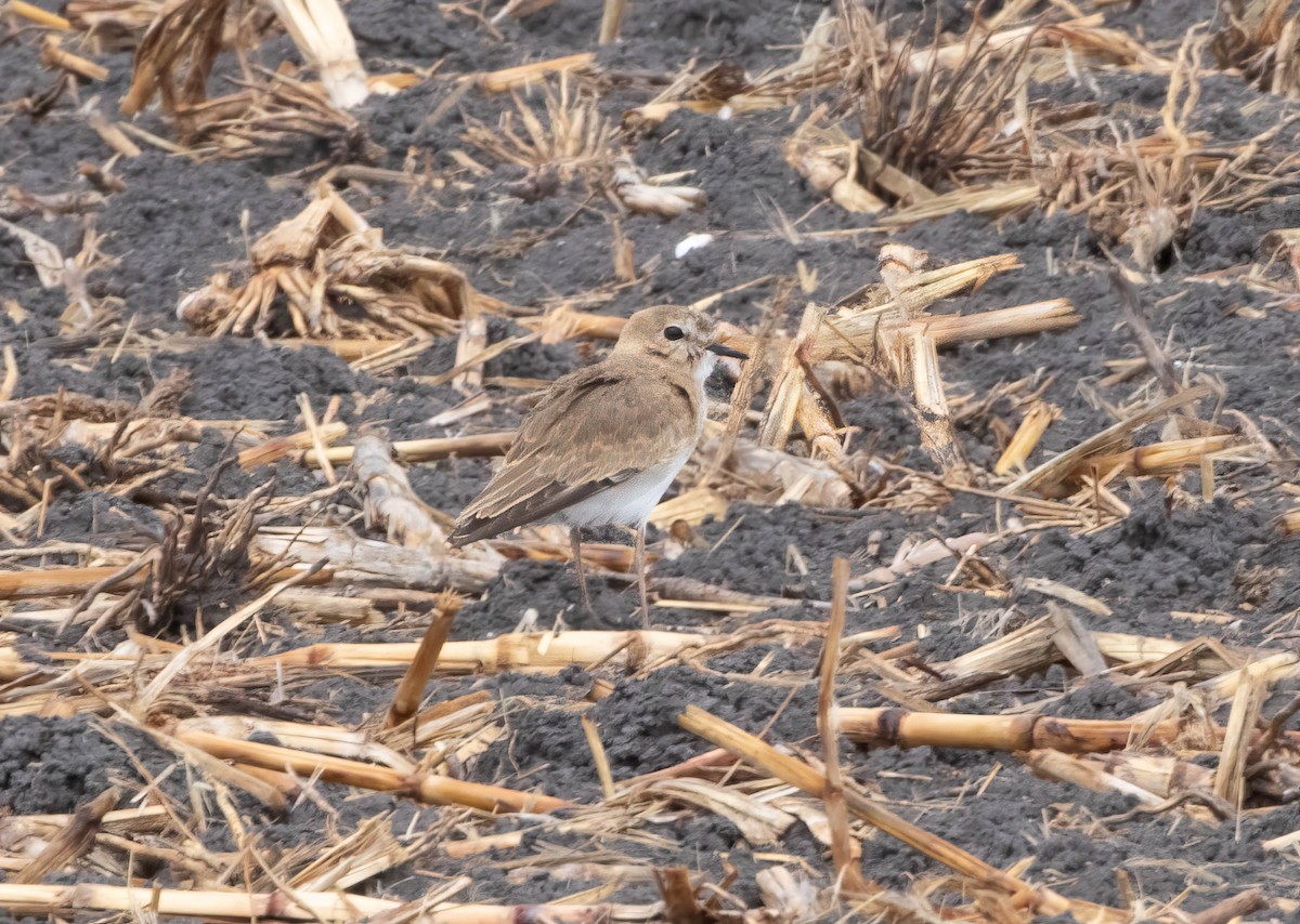 Mountain Plover - ML645716847