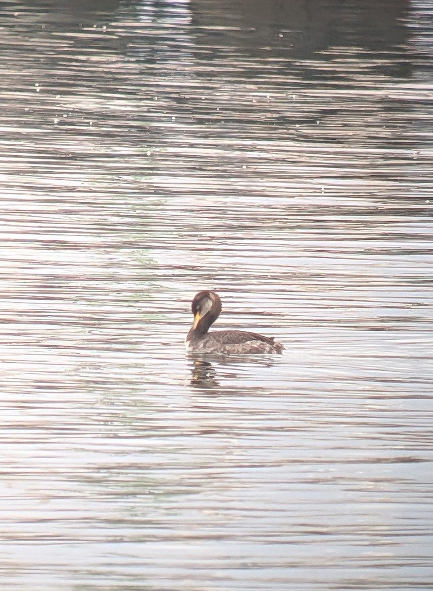 Murgil lepagorria - ML645716848