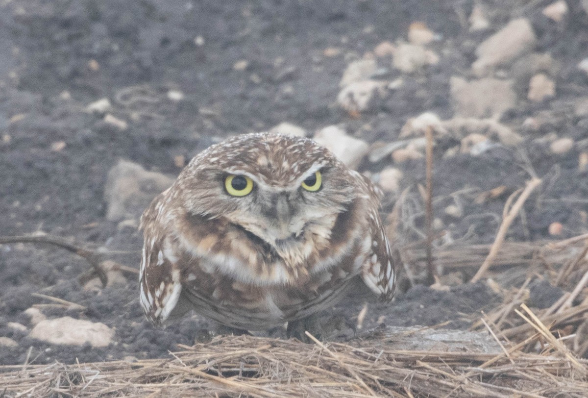 Burrowing Owl - ML645716855