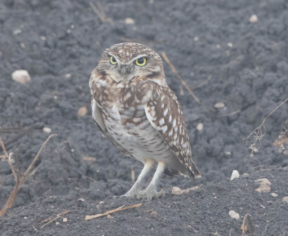 Burrowing Owl - ML645716856