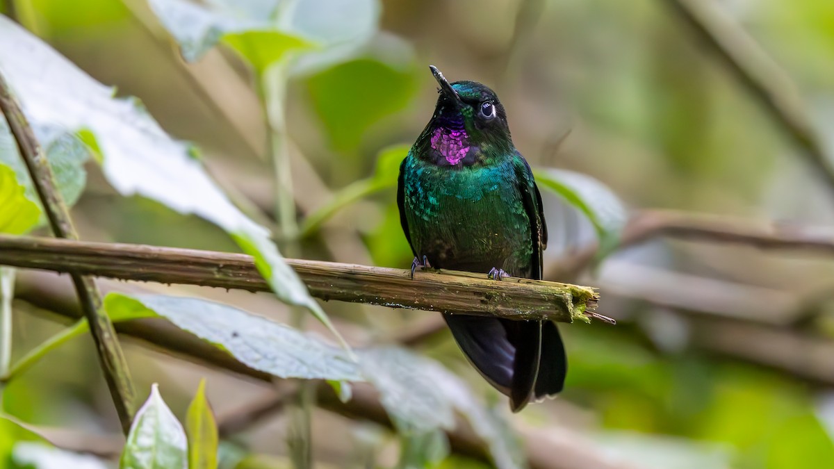 Tourmaline Sunangel - ML645716858