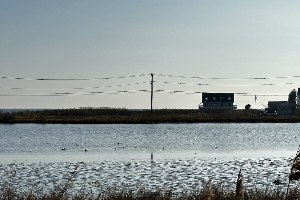 Greater Yellowlegs - ML645716859