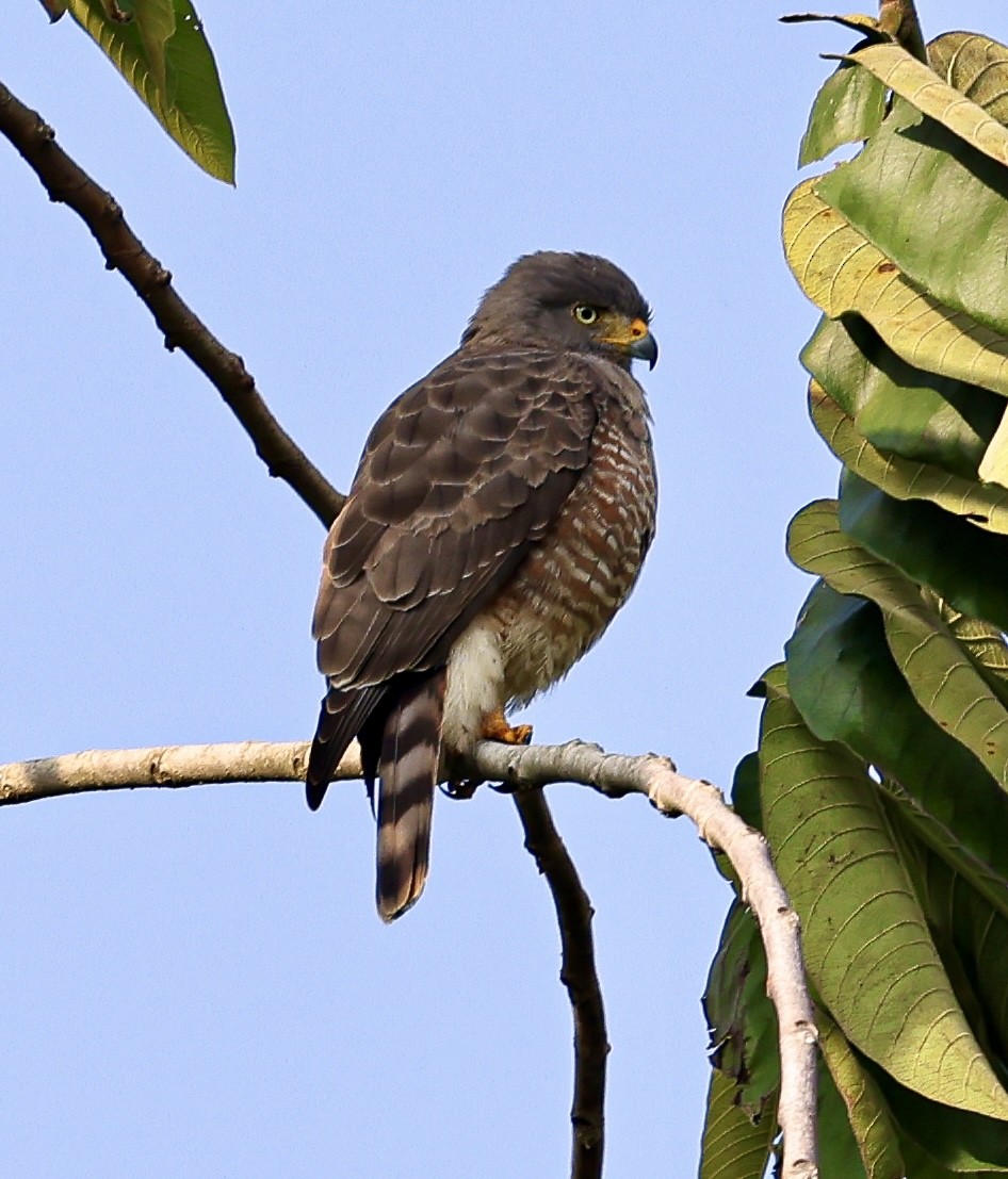 káně krahujová - ML645716869