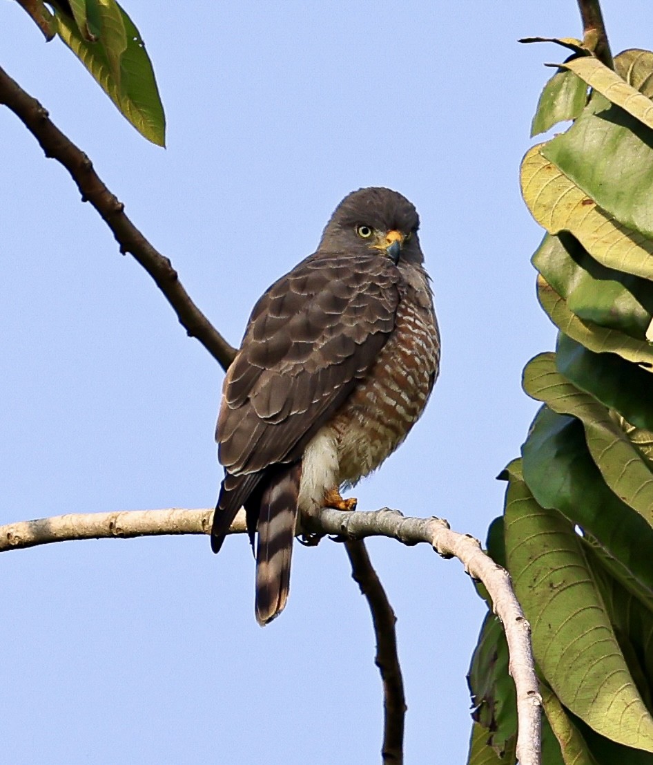 káně krahujová - ML645716870