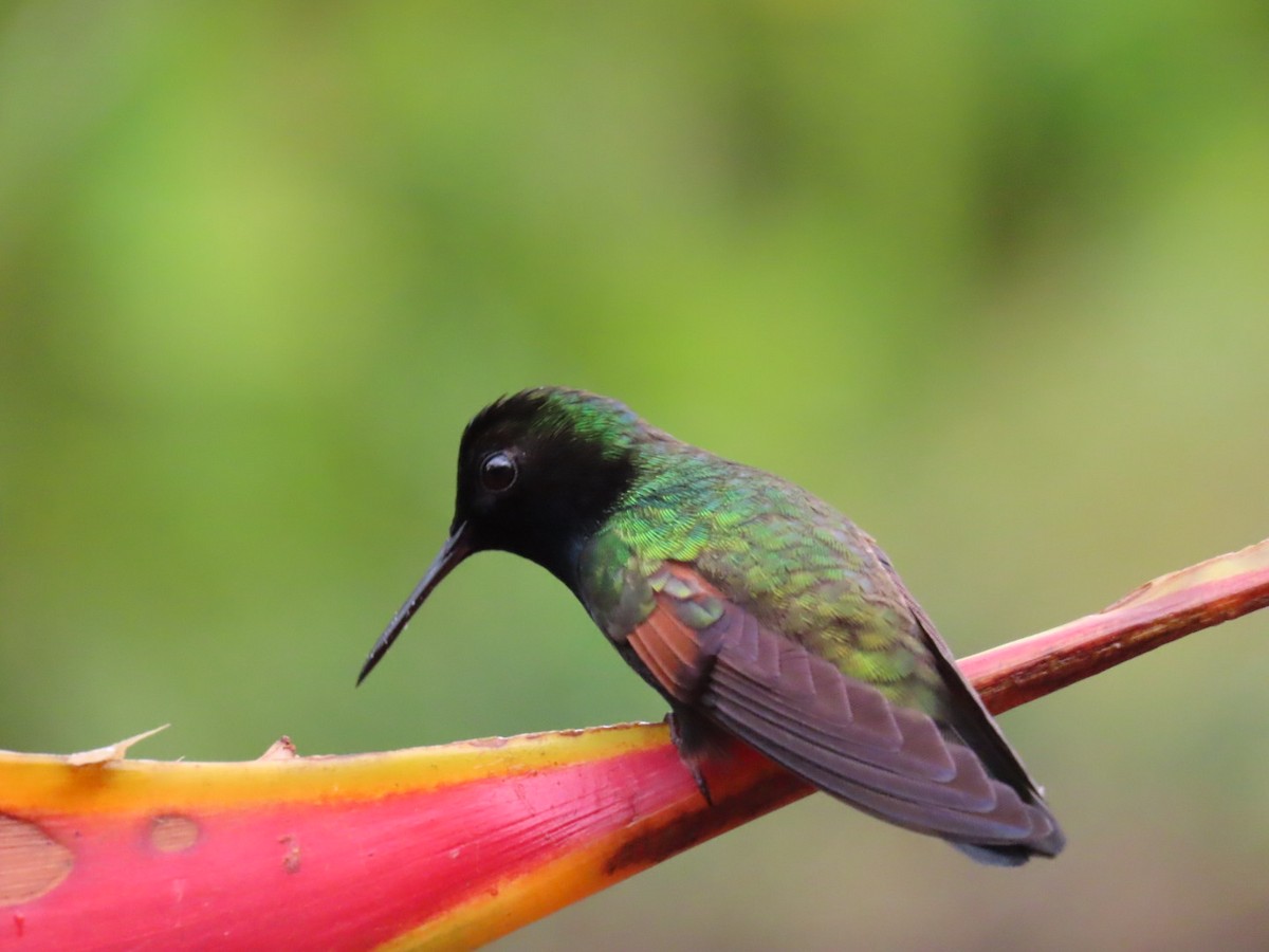 Black-bellied Hummingbird - ML645716896