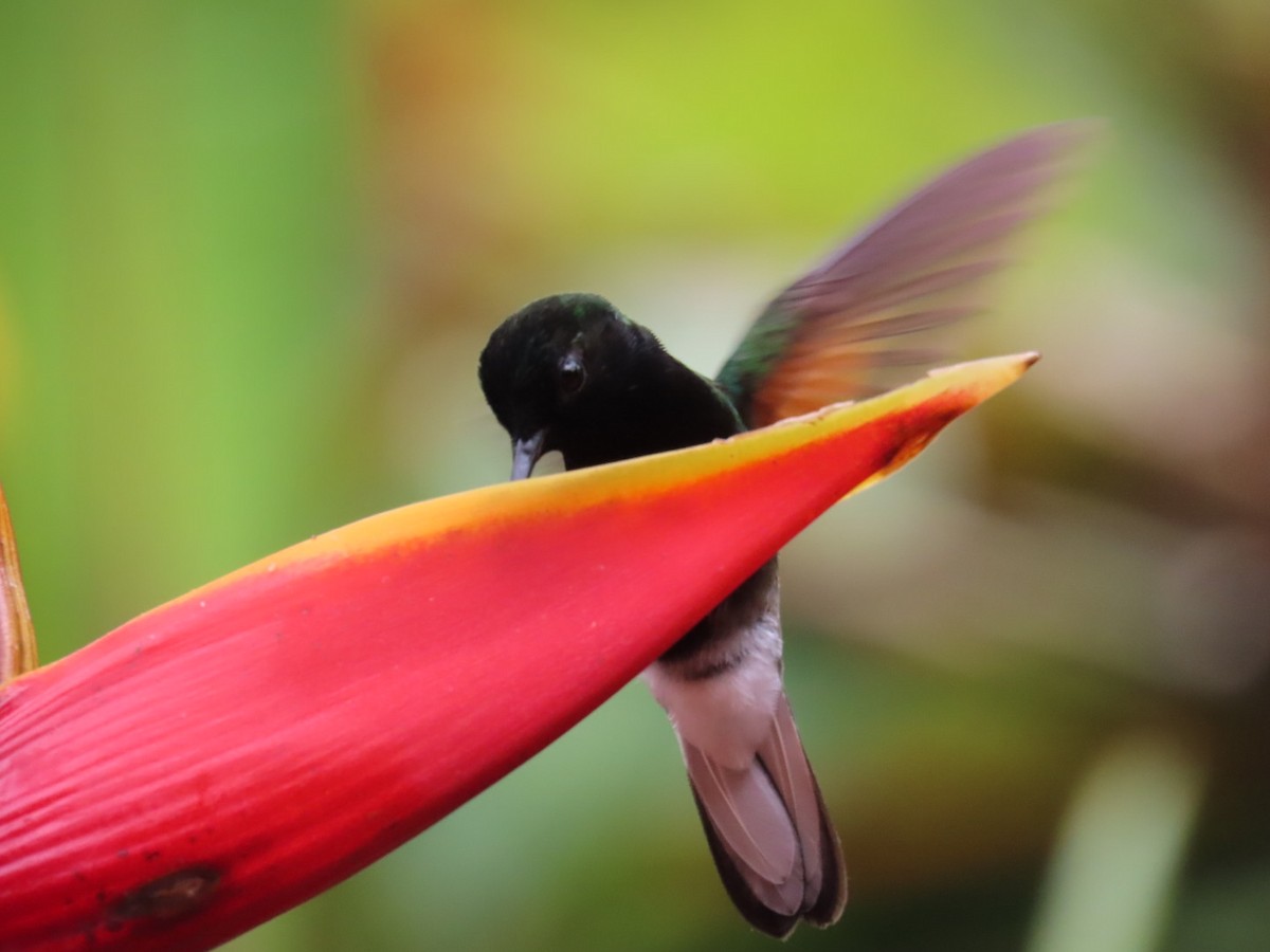 Black-bellied Hummingbird - ML645716897