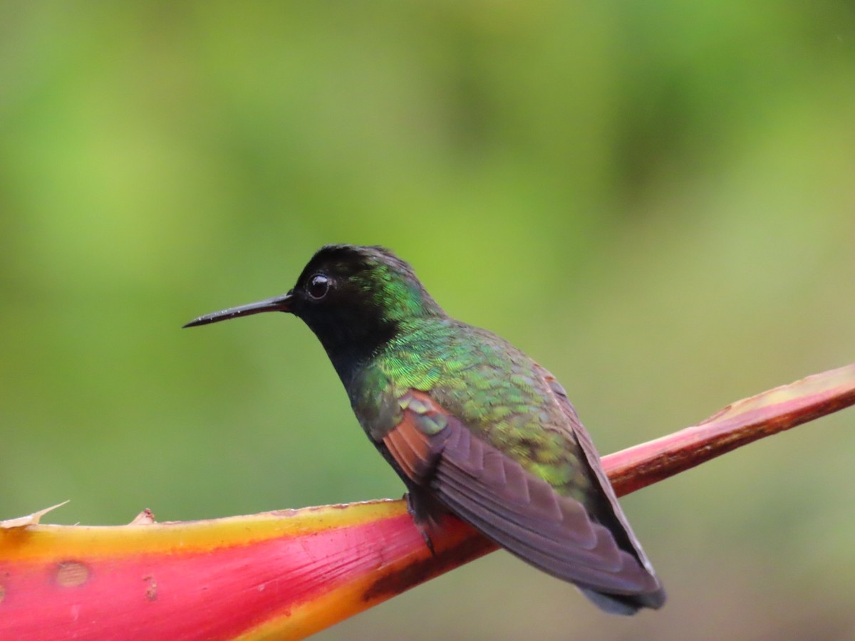 Black-bellied Hummingbird - ML645716898