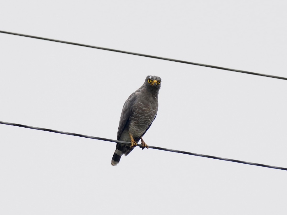 káně krahujová - ML645716901