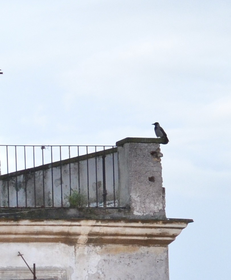 Hooded Crow - ML645716904