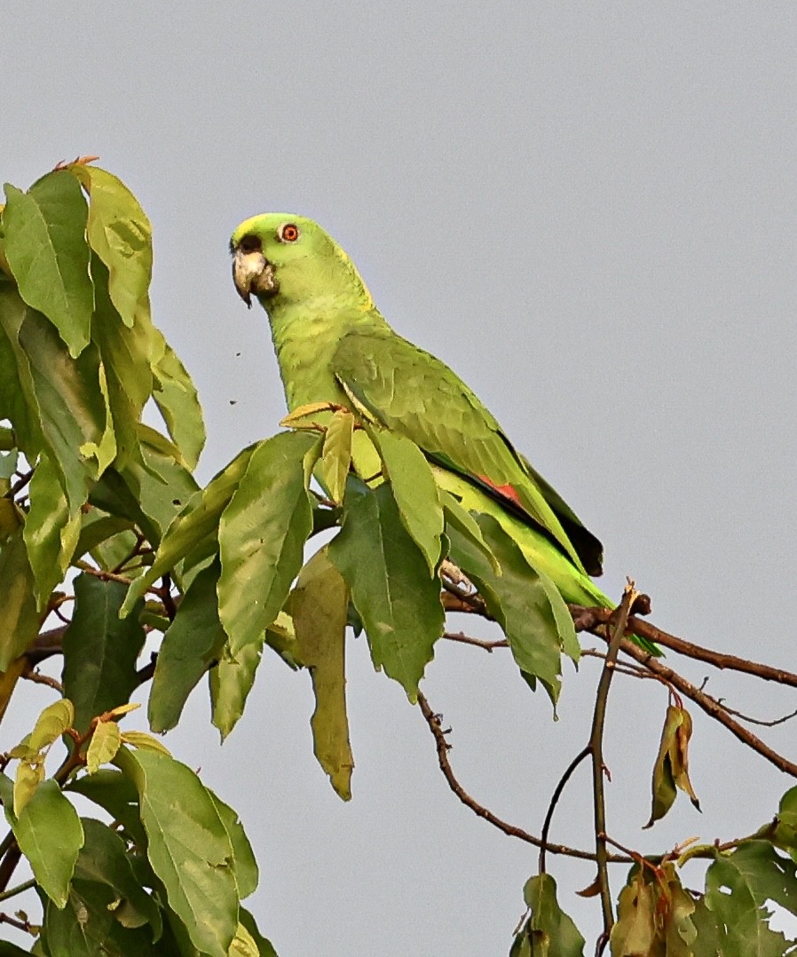 Yellow-naped Amazon - ML645716909