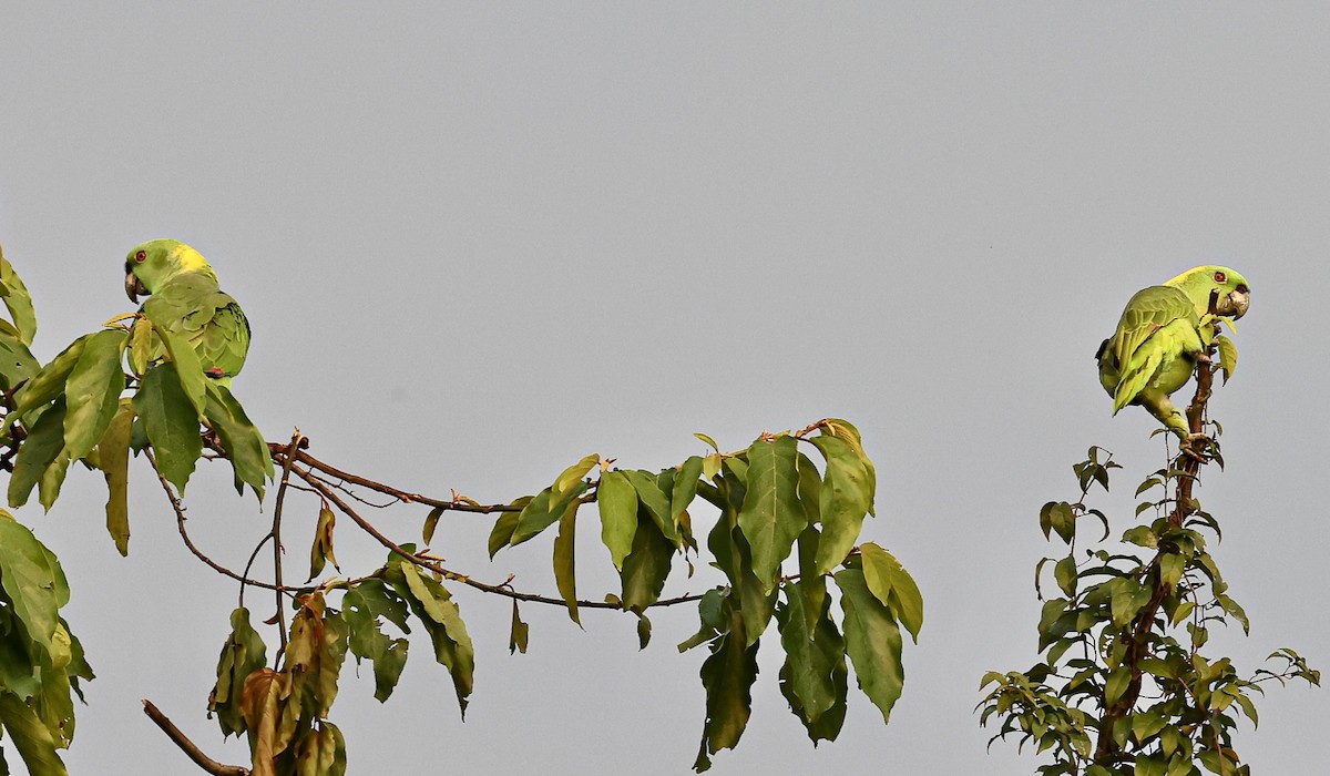 Yellow-naped Amazon - ML645716910