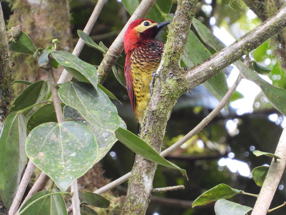 Crimson-mantled Woodpecker - ML645716929