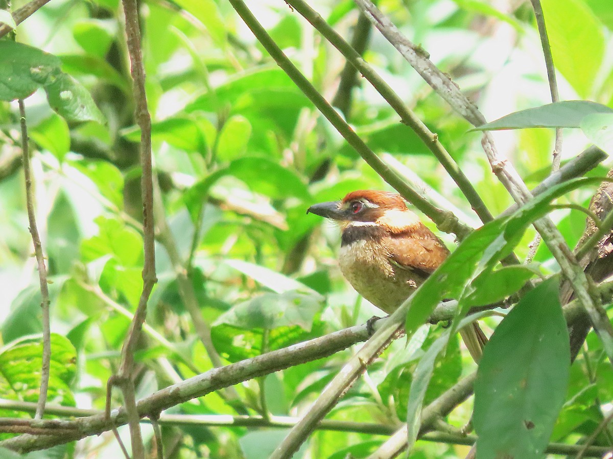 Chestnut-capped Puffbird - ML645716935