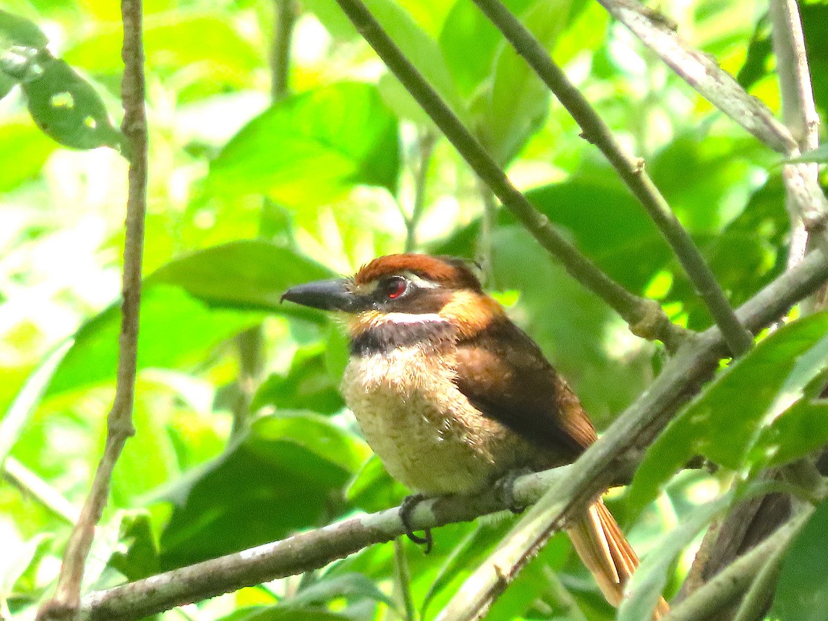 Chestnut-capped Puffbird - ML645716936