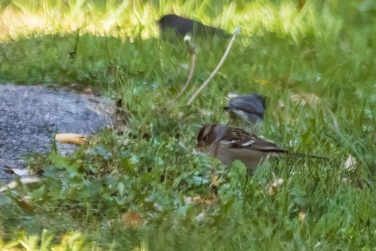 White-crowned Sparrow - ML645716976