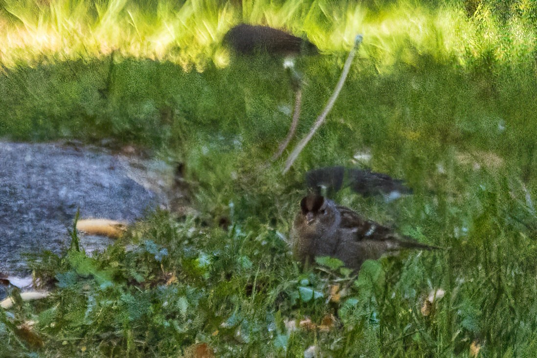 White-crowned Sparrow - ML645716978