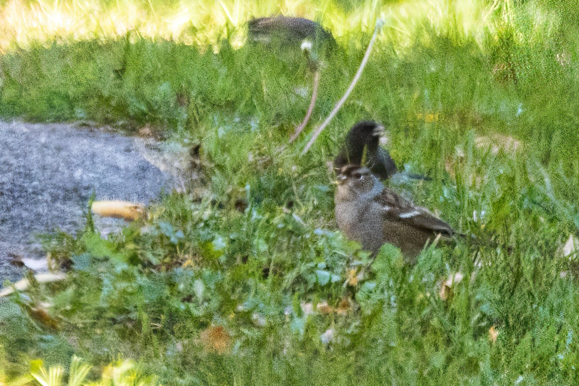 White-crowned Sparrow - ML645716979