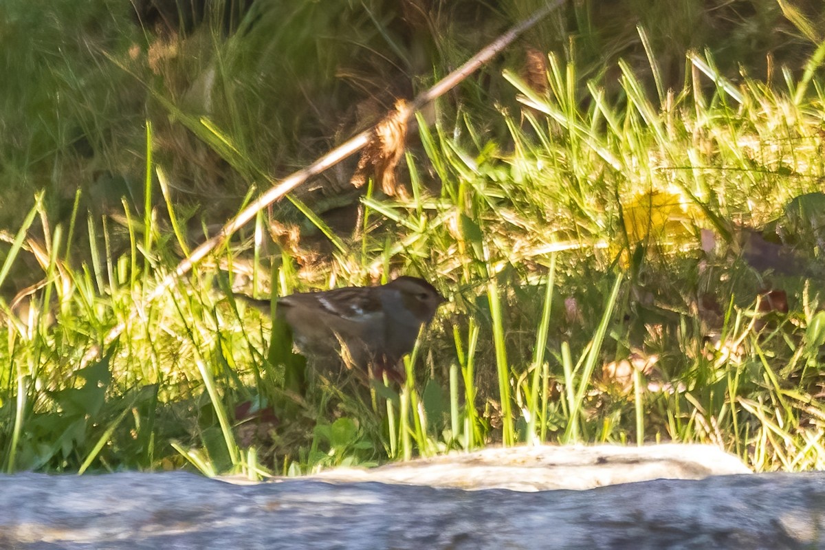 White-crowned Sparrow - ML645716980