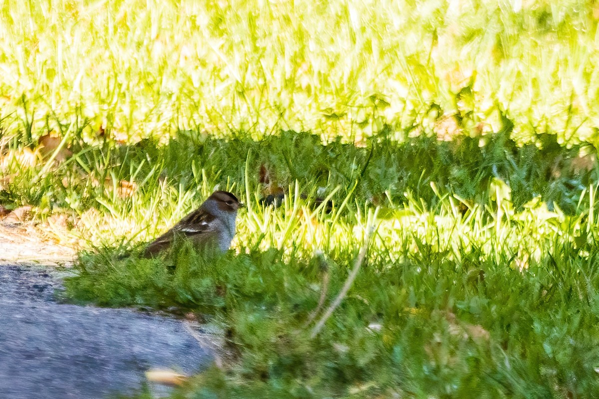 White-crowned Sparrow - ML645716981