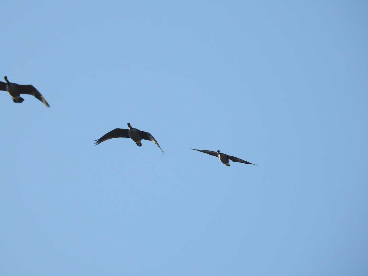 Cackling Goose - ML645716984