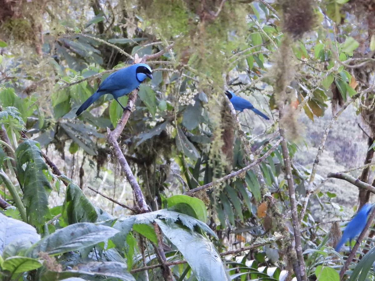 Turquoise Jay - ML645716985