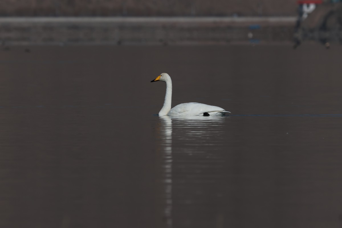 Whooper Swan - ML645716986