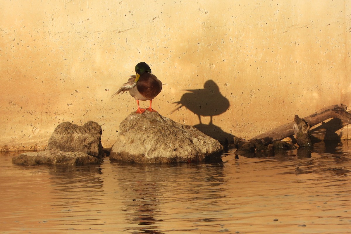 Basahatea - ML645716987