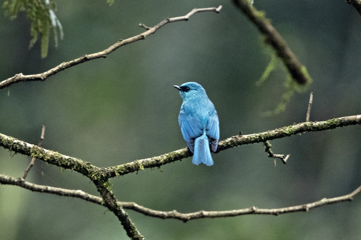 Verditer Flycatcher - ML645716988