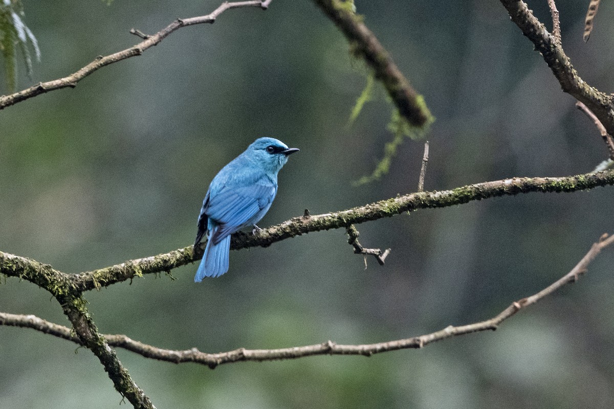 Verditer Flycatcher - ML645716989
