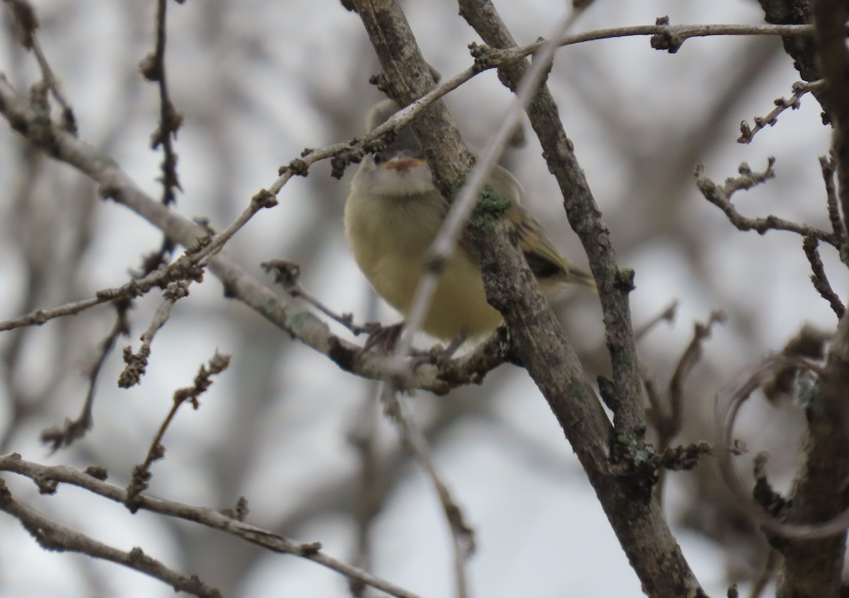 Southern Beardless-Tyrannulet - ML645716990