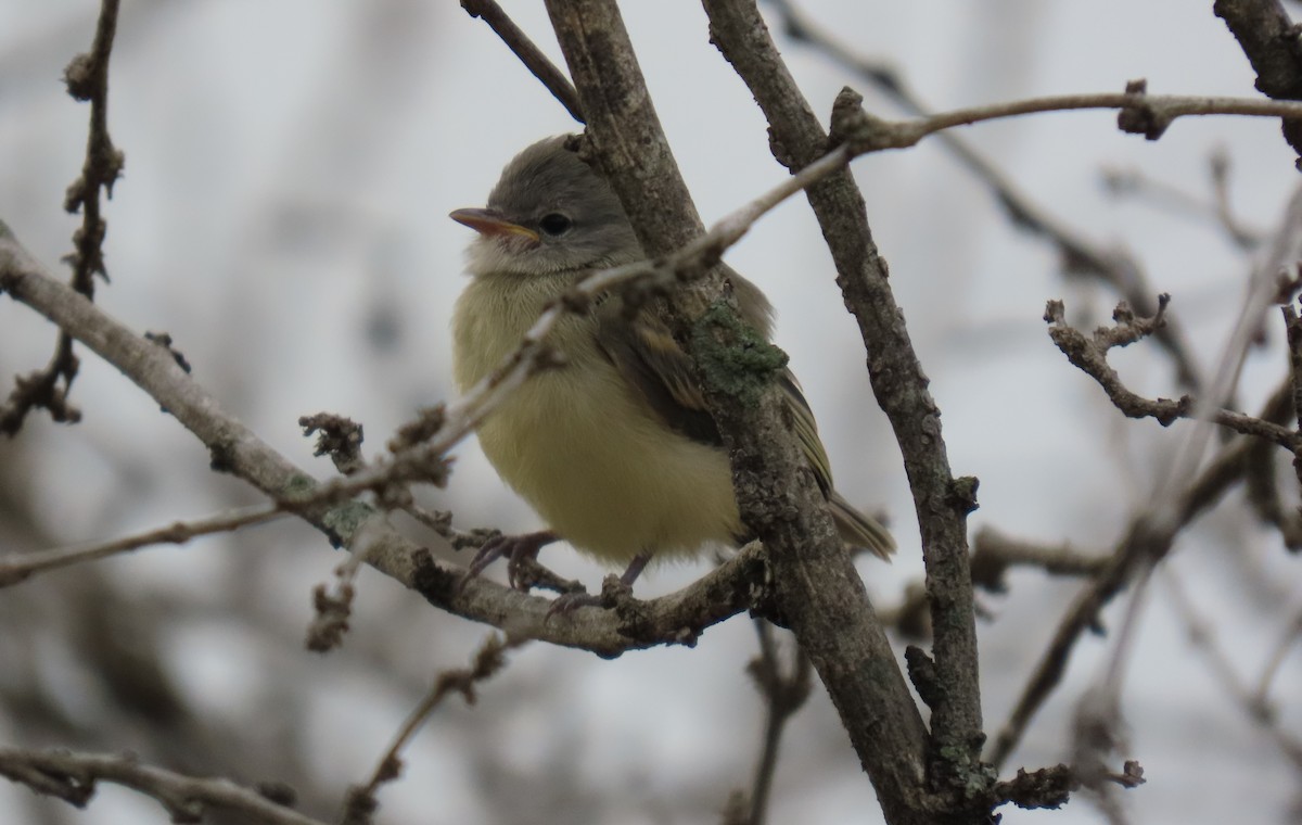 Southern Beardless-Tyrannulet - ML645716991