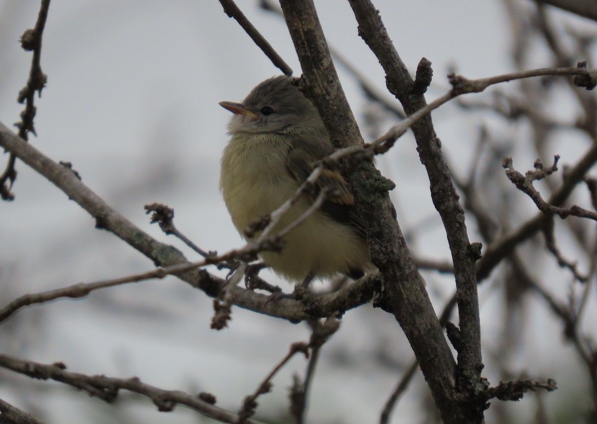 Southern Beardless-Tyrannulet - ML645716993