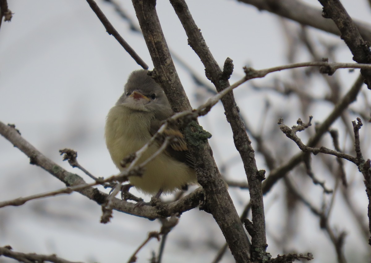 Southern Beardless-Tyrannulet - ML645716994