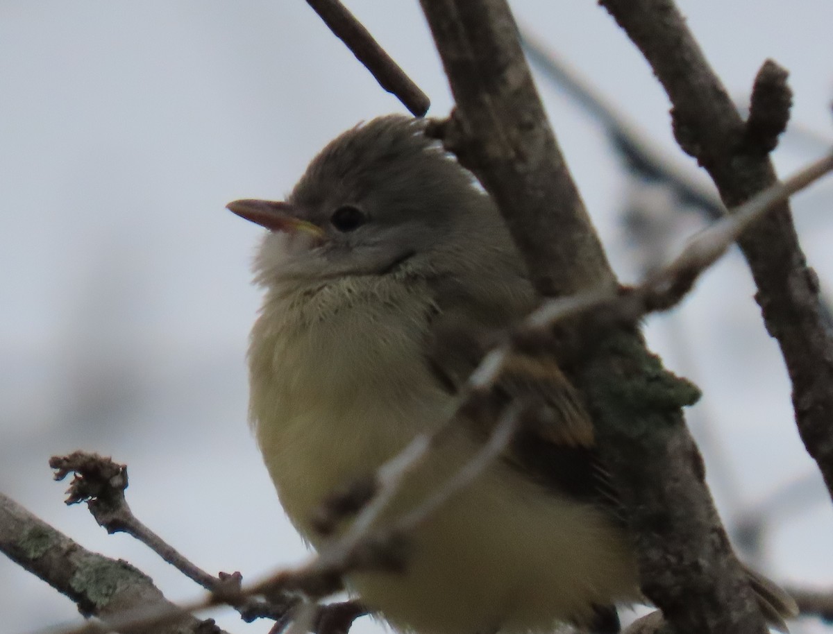 Southern Beardless-Tyrannulet - ML645716995