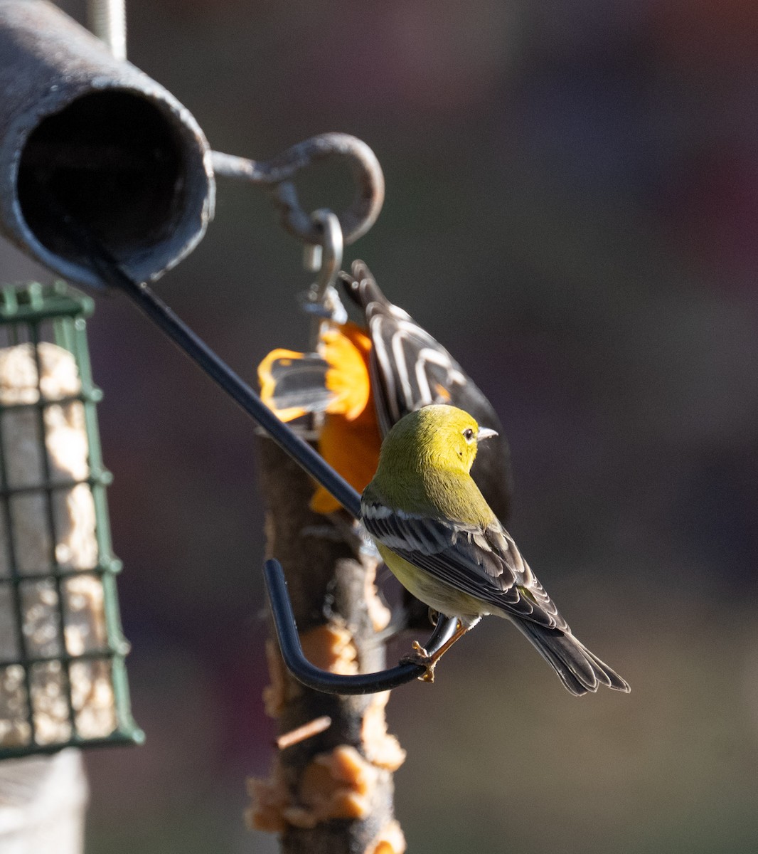 Pine Warbler - ML645716996