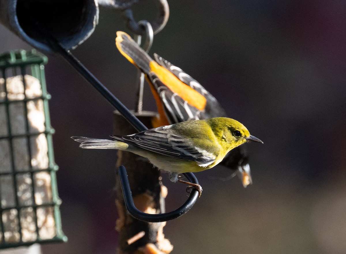 Pine Warbler - ML645716997