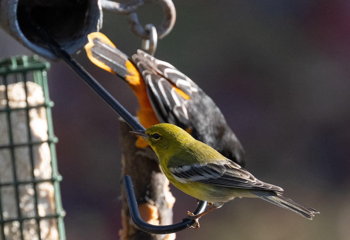 Pine Warbler - ML645716998