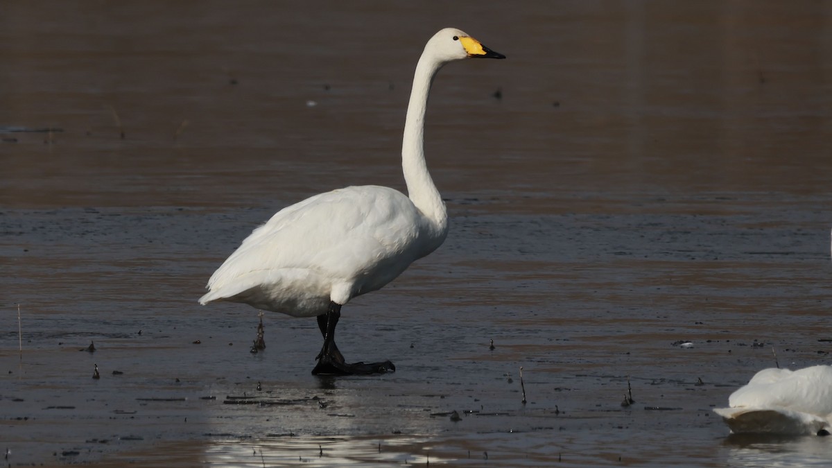 Beltxarga oihularia - ML645716999