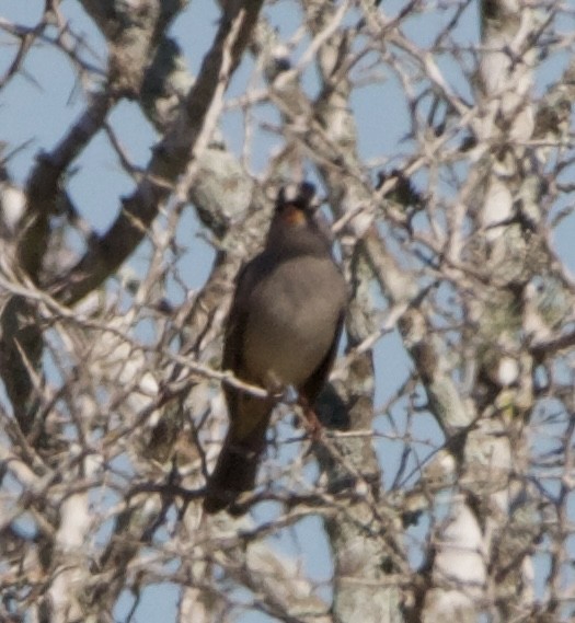 White-crowned Sparrow - ML645717000