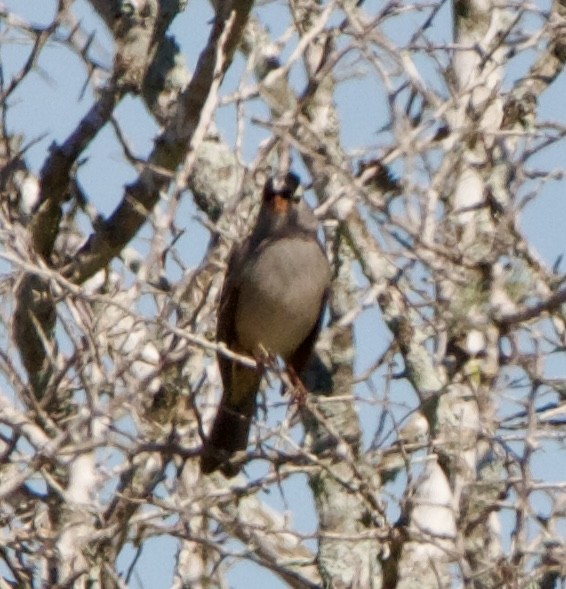 White-crowned Sparrow - ML645717001