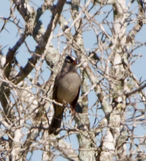 White-crowned Sparrow - ML645717002